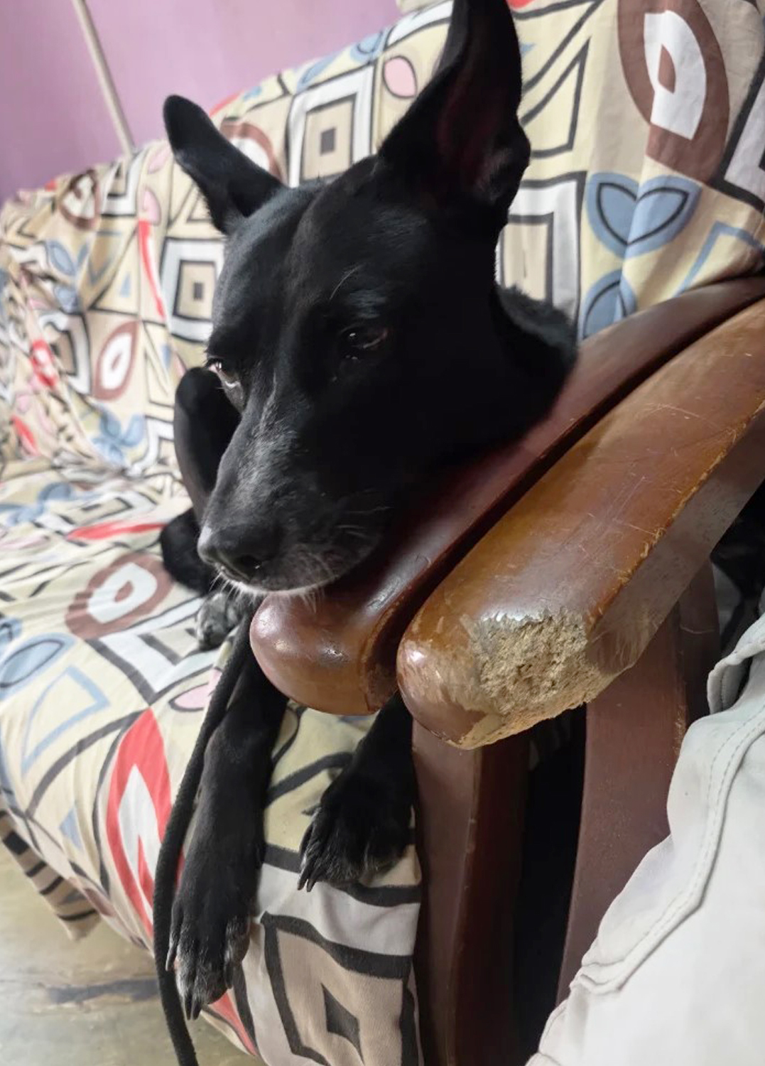 Furlandd Pet Boarding & Training Squad (Tollygunge) Where Every Little Life is Loved , cared and cherished