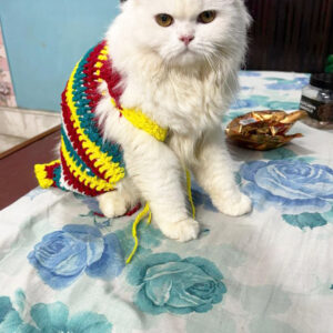Laddu Fostar Care (Subhash Gram) Where Fun has Four Paws and Love has no limits