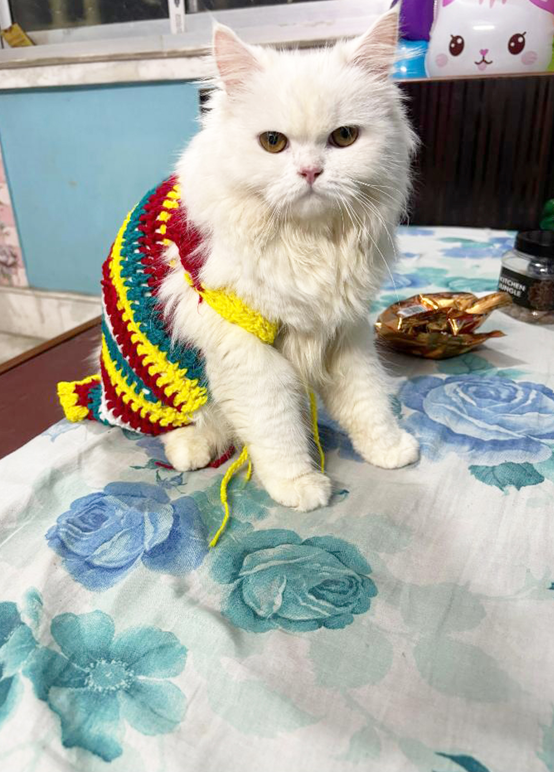 Laddu Fostar Care (Subhash Gram) Where Fun has Four Paws and Love has no limits