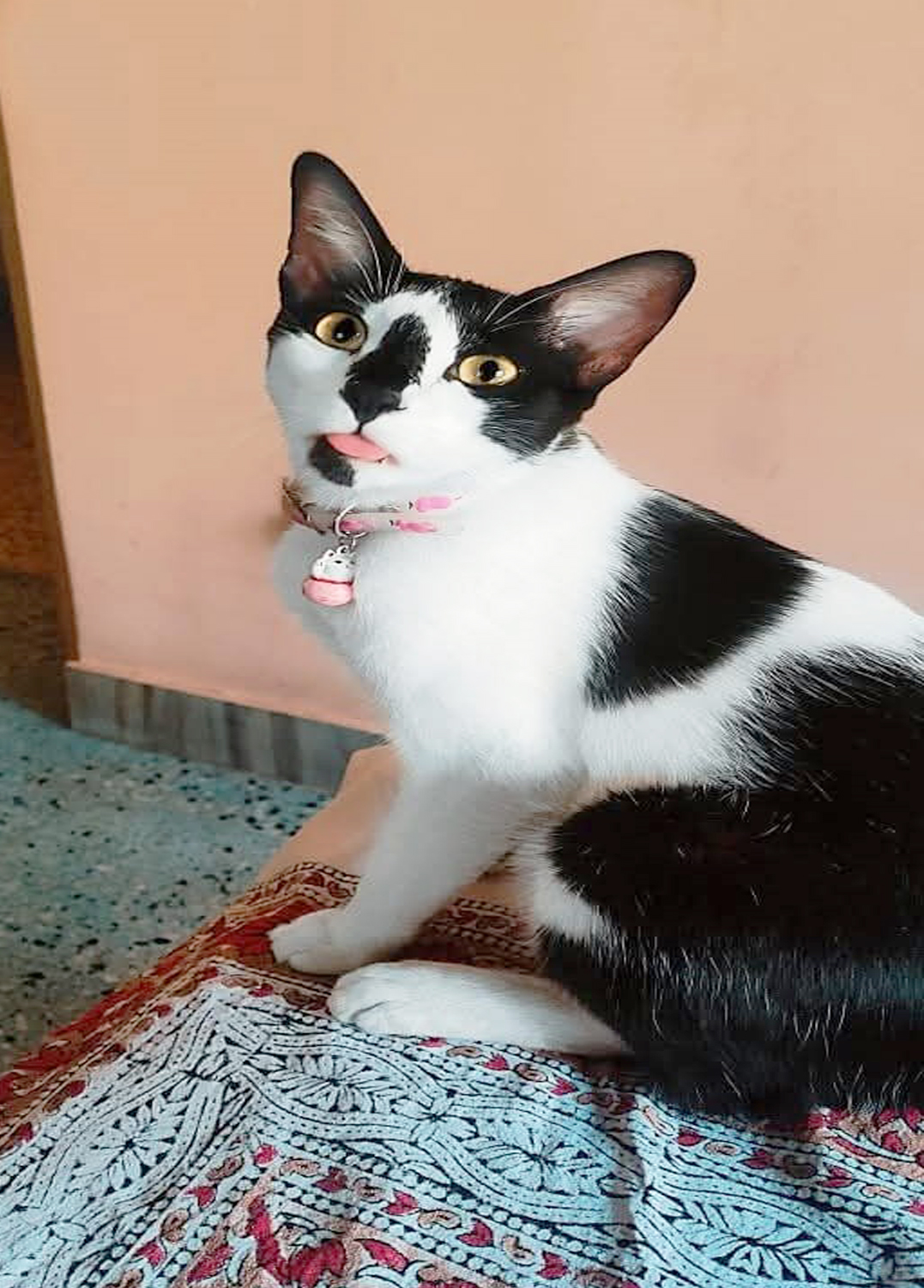 Masir Bari Cat Creche(Jadavpur) মাসির বাড়ি ভারি মজা কিল চড় নাই