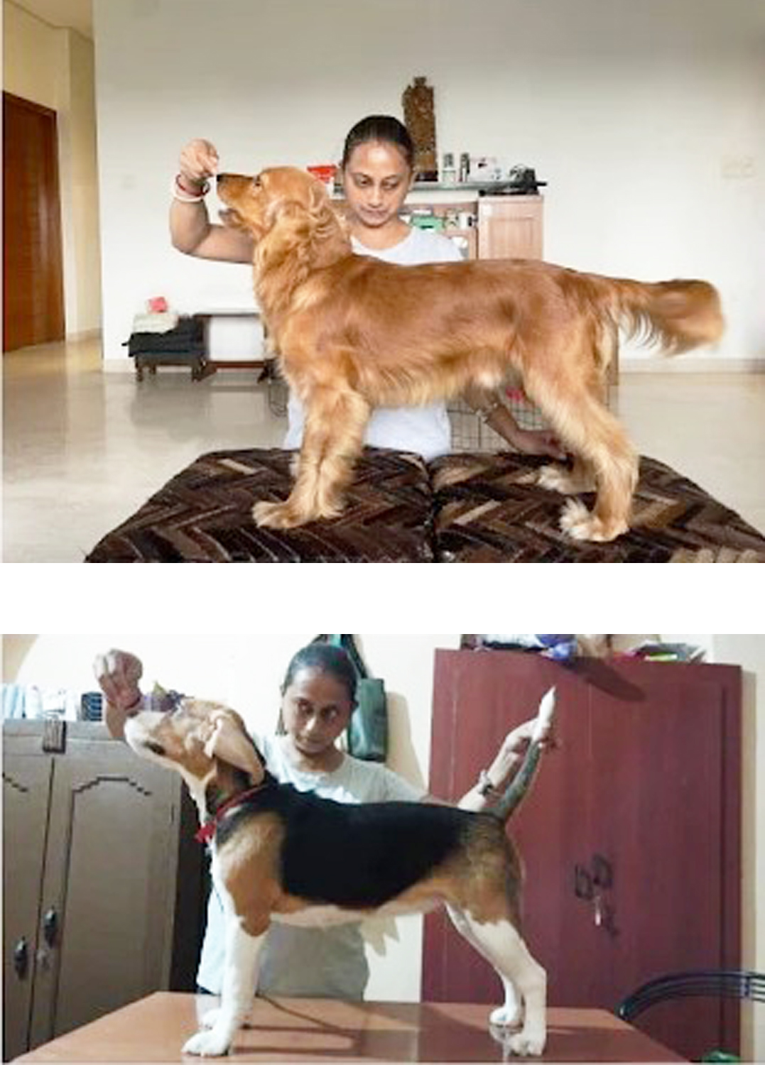Nabamita's Happy Pack (Kasba) One Happy Heaven for every paw and Whisker