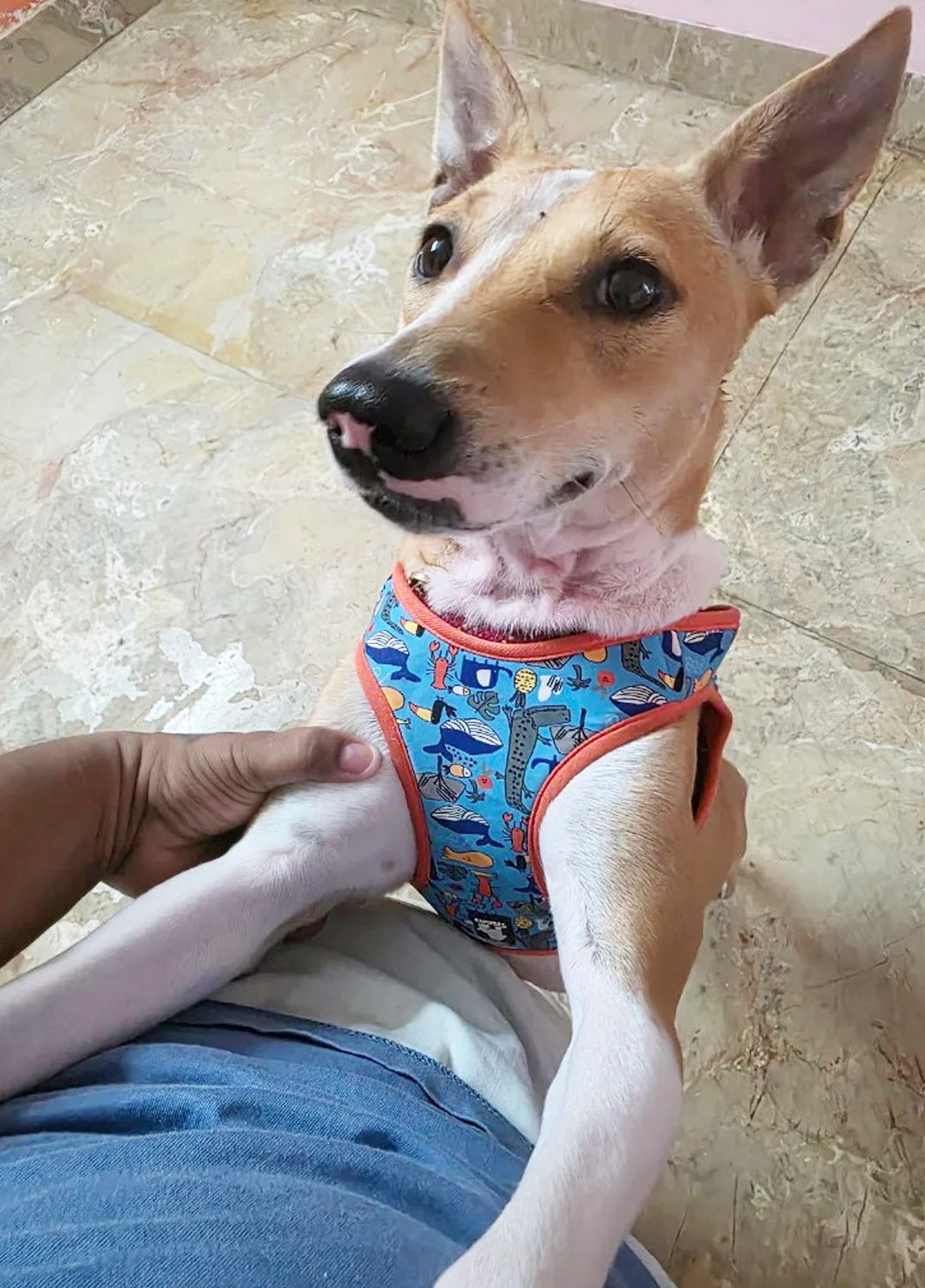 Furlandd Pet Boarding & Training Squad (Tollygunge) Where Every Little Life is Loved , cared and cherished