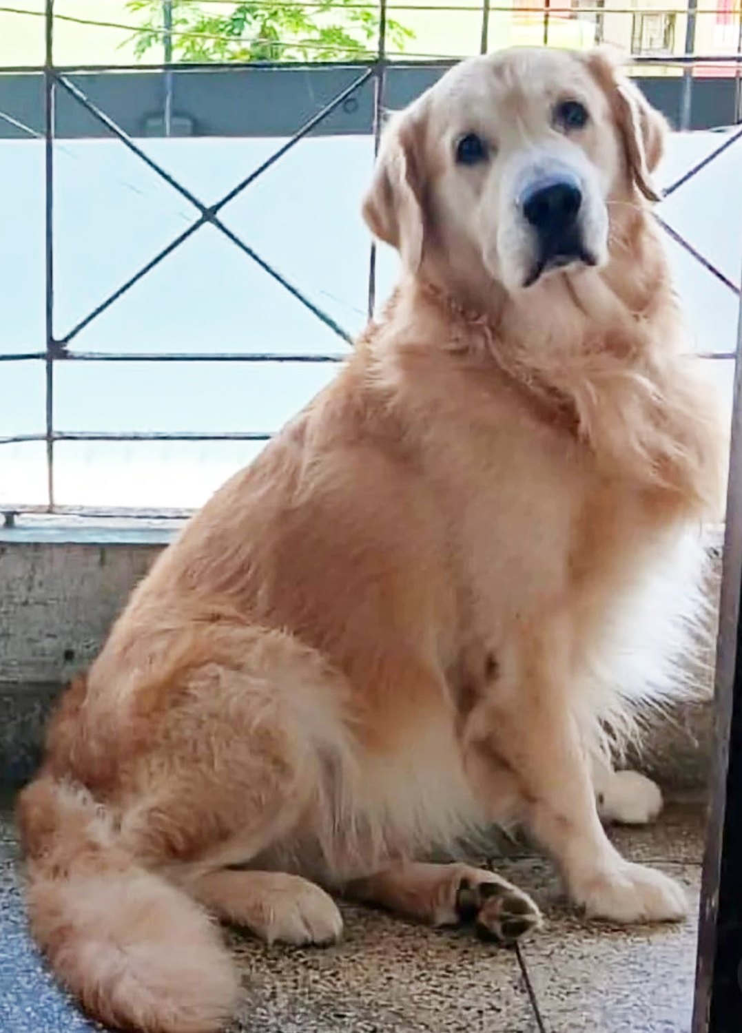 Nabamita's Happy Pack (Kasba) One Happy Heaven for every paw and Whisker