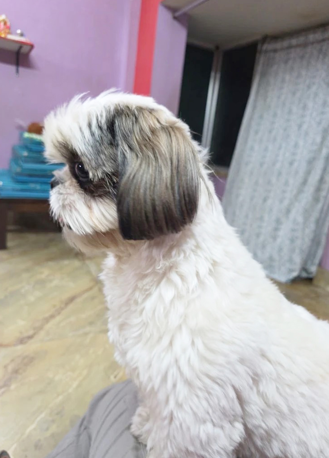 Furlandd Pet Boarding & Training Squad (Tollygunge) Where Every Little Life is Loved , cared and cherished