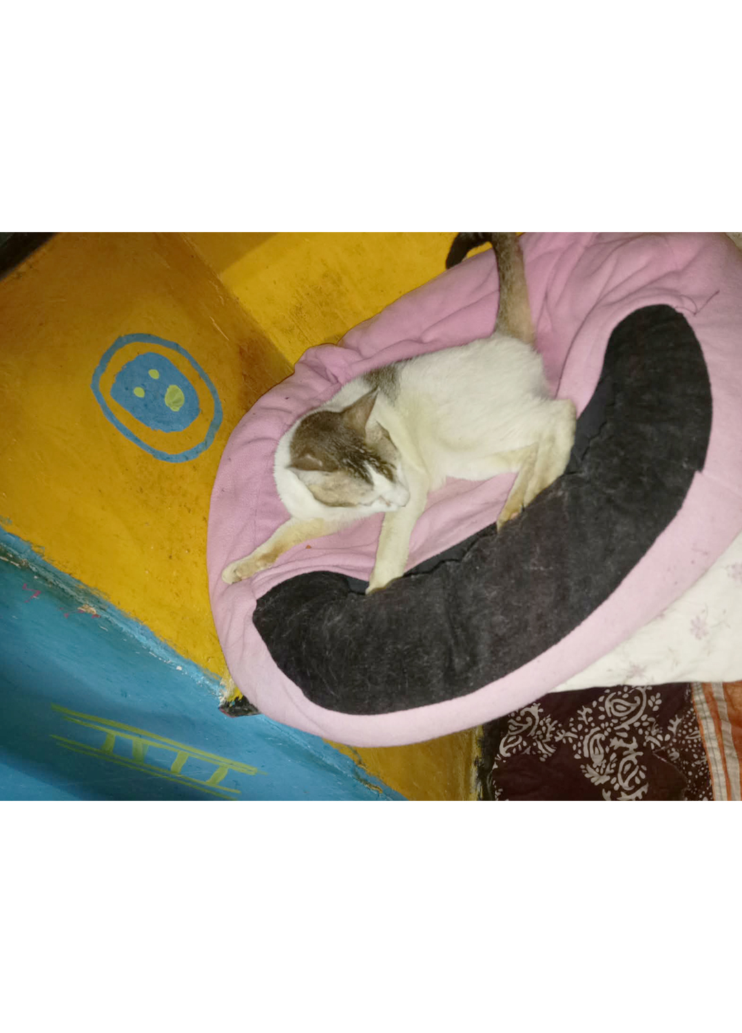 Laddu Fostar Care (Subhash Gram) Where Fun has Four Paws and Love has no limits