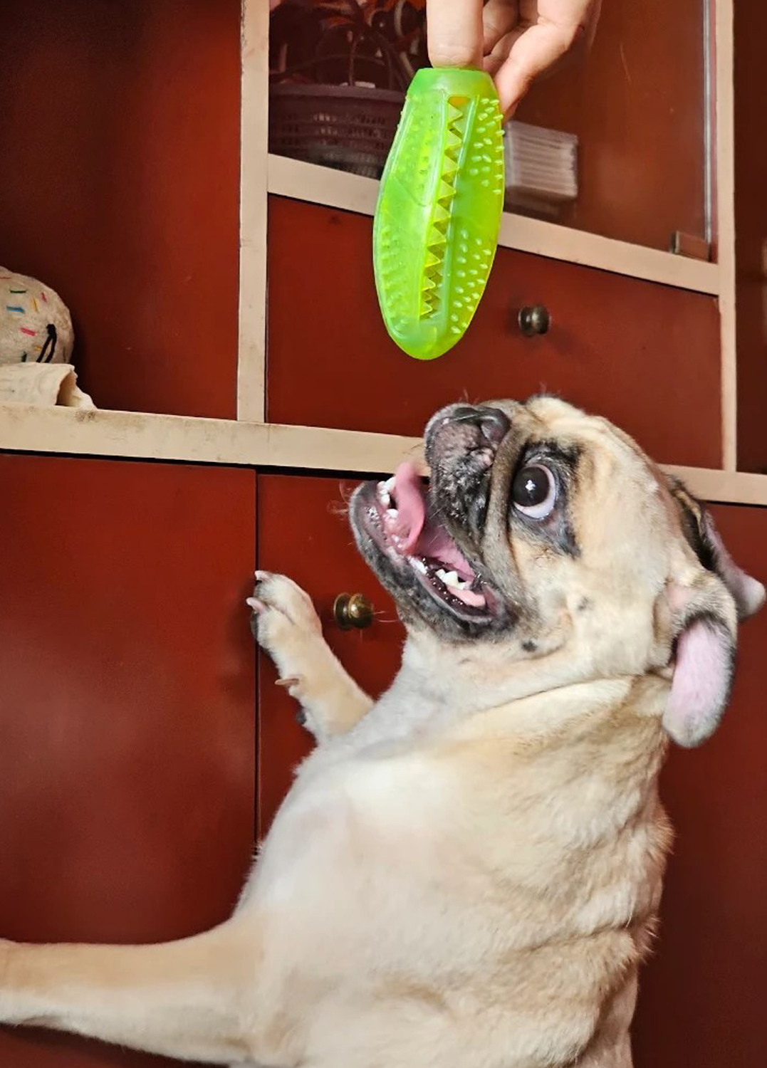 Furlandd Pet Boarding & Training Squad (Tollygunge) Where Every Little Life is Loved , cared and cherished