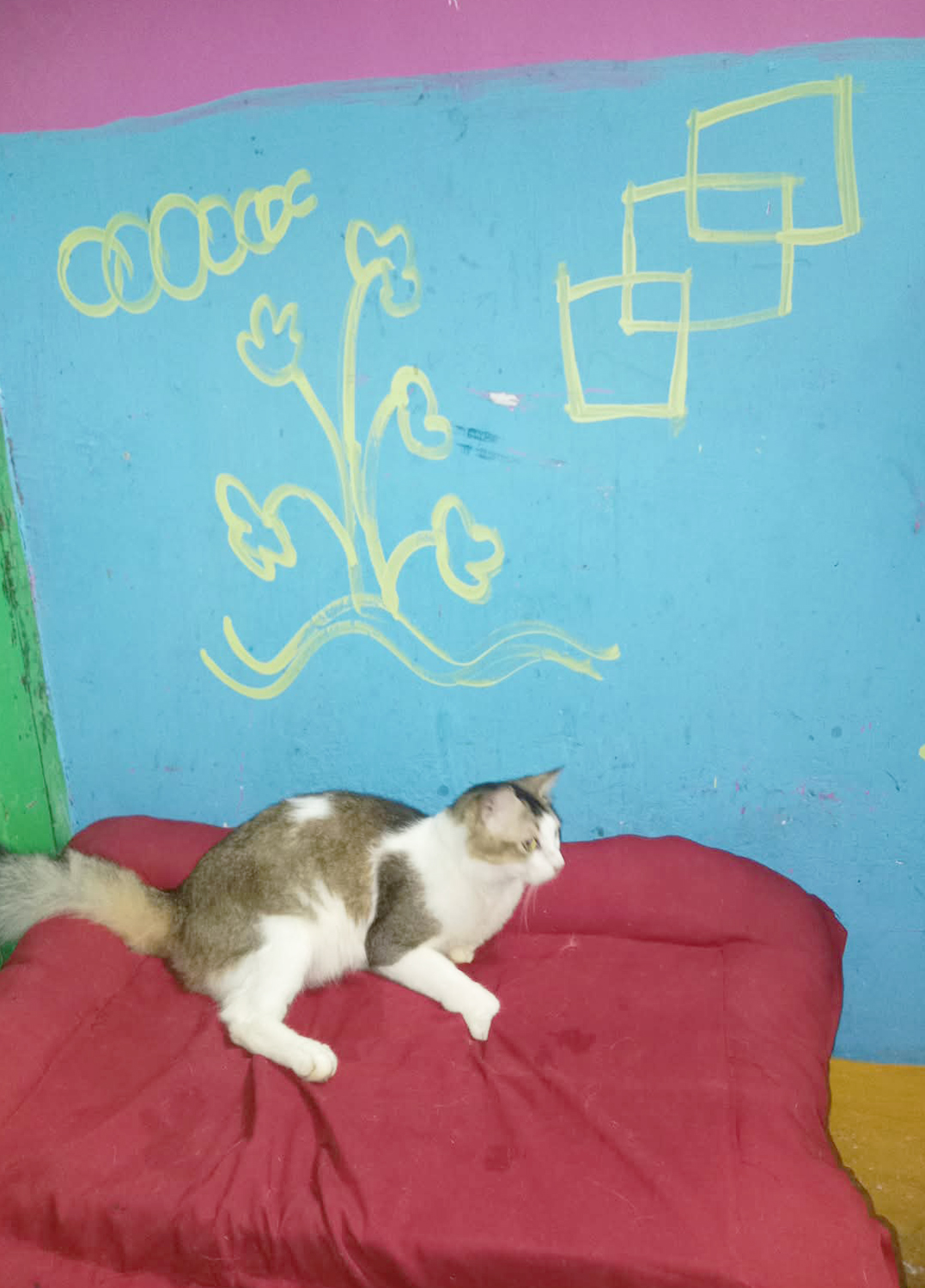 Laddu Fostar Care (Subhash Gram) Where Fun has Four Paws and Love has no limits