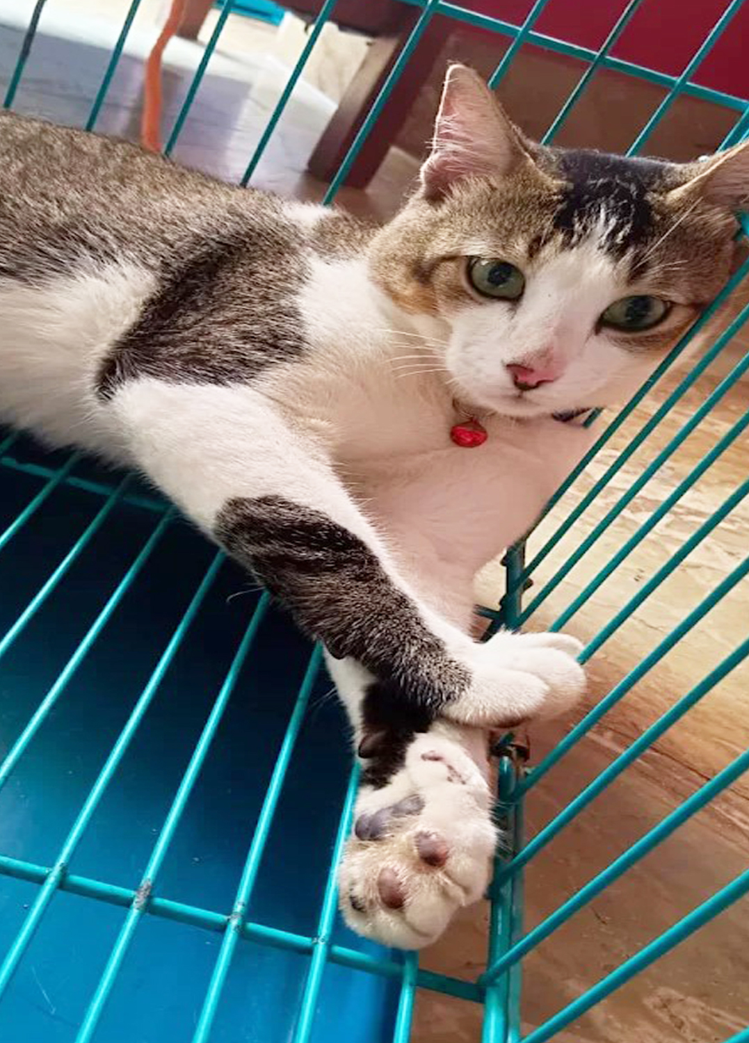 Furlandd Pet Boarding & Training Squad (Tollygunge) Where Every Little Life is Loved , cared and cherished