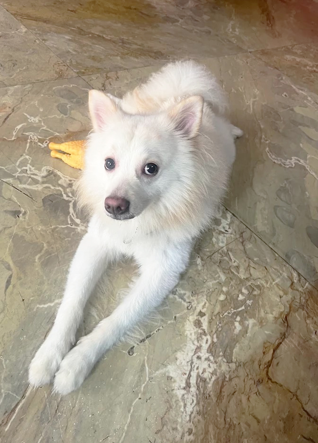 Furlandd Pet Boarding & Training Squad (Tollygunge) Where Every Little Life is Loved , cared and cherished